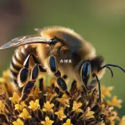 一句蜜蜂的寿命一般取决于什么因素?