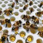 在什么情况下喂蜜蜂会停止喝糖水以产生更多的蜂蜜?