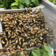 蜜蜂蜇人的症状有哪些如果出现这些症状我该怎么办?