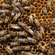 为什么要使用空蜂窝而不是其他方法来吸引蜜蜂呢?