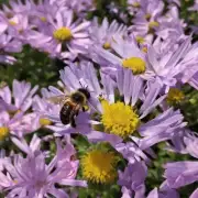 蜜蜂生活在一个什么样的环境中?