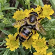 如何确定适合你的地方进行养殖蜜蜂?