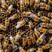 两句话蜜蜂是怎样将花蜜收集到自己的巢穴里的?