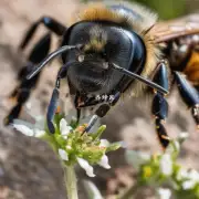 你认为野生蜜蜂会选择什么样的植物作为它主产蜜源?