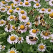 为了确保蜜蜂获得足够的水分我们可以采取哪些措施?