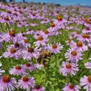 哪些国家或地区有大量的蜜蜂飞来采花的花朵呢?