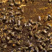 接下来如何将蜜蜂放入蜂巢里?