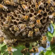 怎样才能让家里的蜜蜂窝越来越有味道?