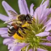 蜜蜂能从哪里获得水和食物?