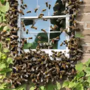 窗子关紧后蜜蜂还是能够进来的吗?