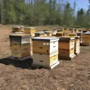 建造一座大型蜂巢时有多少块蜂蜡被用来建造?