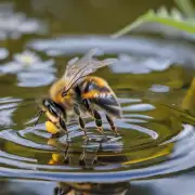 蜜蜂在水中能飞吗?