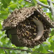 蜜蜂为什么会在巢穴内建造出一个被称为蜂房的地方来供雄性蜜蜂休息和交配呢?