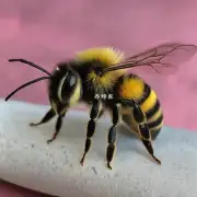 蜜蜂盖上的结团有什么用处?