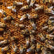 蜜蜂为什么不能把多余的蜂蜜留给自己吃呢?
