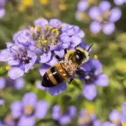你需要知道哪些关于蜜蜂营养的知识?