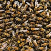 如果在一个城市中有一年不进行蜜蜂养护管理那么在那个地区将会有哪些变化?