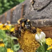 在采蜜季节结束之后蜜蜂的营养需求如何发生变化?