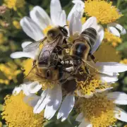 蜜蜂在采集花粉时需要花费多长时间才能完成一次采蜜任务?