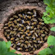 深洞里有蜜蜂是什么样的蜜蜂呢?