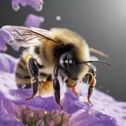 蜜蜂的唾液是一种黏稠透明状液体吗?