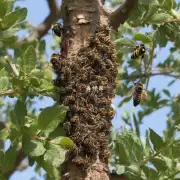 在自然环境中野生蜜蜂会倾向于选择哪种类型的树作为它们的筑巢地点呢?