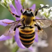 第四个问题是当蜜蜂咬人时它们的翅膀和身体部位在做什么?