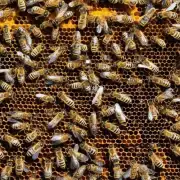 如何处理蜜蜂养殖过程中出现的困难或问题?