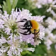 黑色条纹和蜜蜂的颜色有什么关系吗?