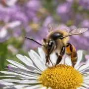 喂蜜蜂中药有哪些配方呢的具体步骤是什么?