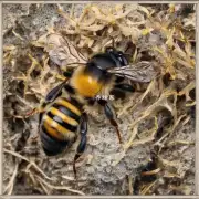 如何判断蜜蜂是否找到了蜂王窝?