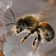 岩洞蜜蜂是如何捕捉食物的?
