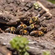 为什么一些马蜂总是在巢穴附近寻找食物而不选择在其他地方觅食呢?