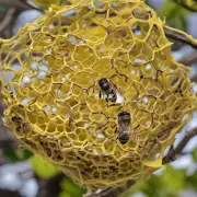 蜜蜂巢怎么制作蜡黄?