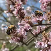 荔枝林蜜蜂的价格是否因产地或季节而有差异?
