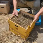 当蜜蜂在蜜源采集期时需要多少时间才能开始过箱子?