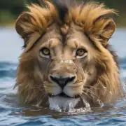 一只成年狮子在水中游泳是什么体验?