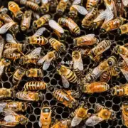 蜜蜂工蜂是如何为幼虫提供合适的饲料选择?