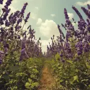 蜜蜂会飞到哪里去采食呢?