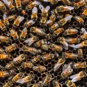 为什么有些蜜蜂不愿意合作?