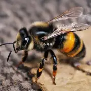 蜜蜂出身法布尔的蜂王有多长寿命?