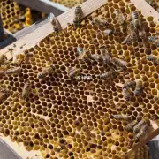 如何判断一个蜂巢是否健康?