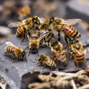 蜜蜂为什么不能生产食物而是只用来打闹?