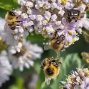 蜜蜂对于不同类型的作物有何不同的授粉需求?