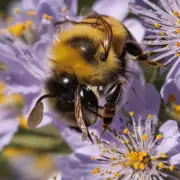 如果我们给一只蜜蜂喂食了太多的花粉会对它有什么影响?