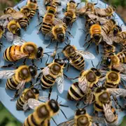 你知道蜜蜂的最大生产能力吗?