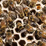 健康知识蜜蜂蜇人的后果是什么?