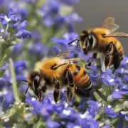 想知道蜂群是否会因为天气状况而改变食物来源吗?