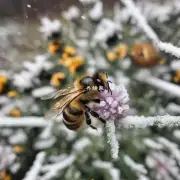 所以我们应该如何帮助蜜蜂度过冬季呢?