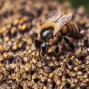 为什么一些蜜蜂可能会失去自己的领地?